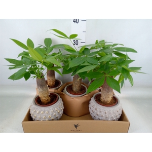 Pachira aquatica