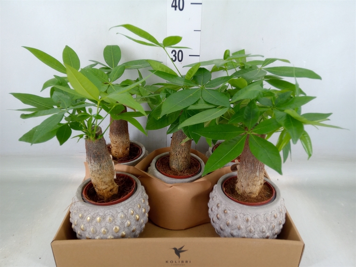 <h4>Pachira aquatica</h4>