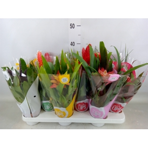 Bromelia   ...mix