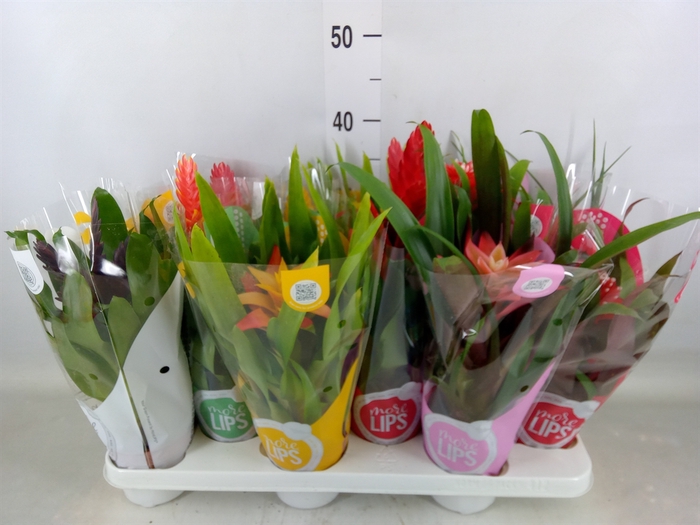 <h4>Bromelia   ...mix</h4>