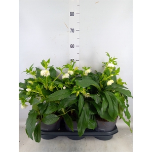 Helleborus ori.