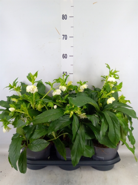 <h4>Helleborus ori.</h4>