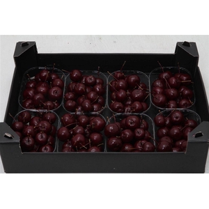 Appel (wax) X8 Bordeaux