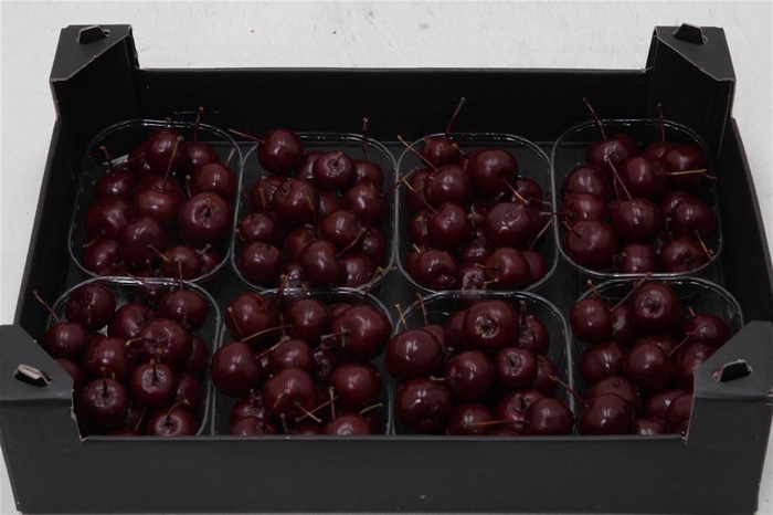 <h4>Appel (wax) X8 Bordeaux</h4>