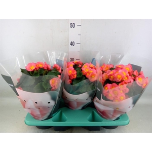 Begonia elat. HL 'Belove Peach'