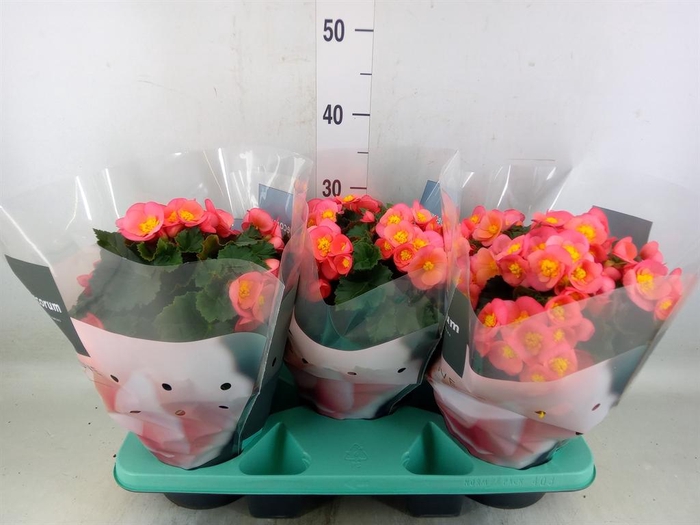 <h4>Begonia elat. HL 'Belove Peach'</h4>