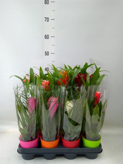 <h4>Bromelia   ...mix</h4>