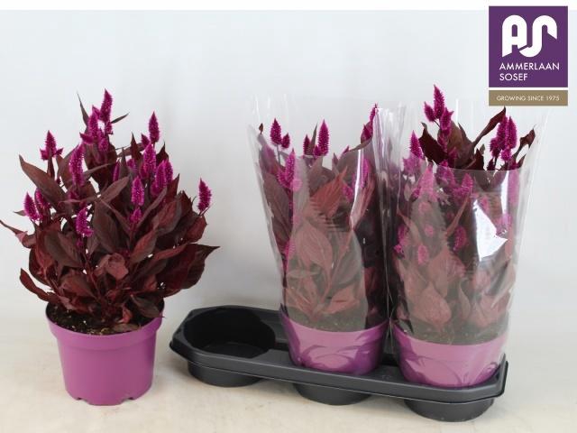 <h4>CEL MYSTIC SHADES</h4>