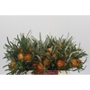 Banksia Dryandra