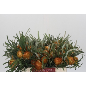 Banksia Dryandra