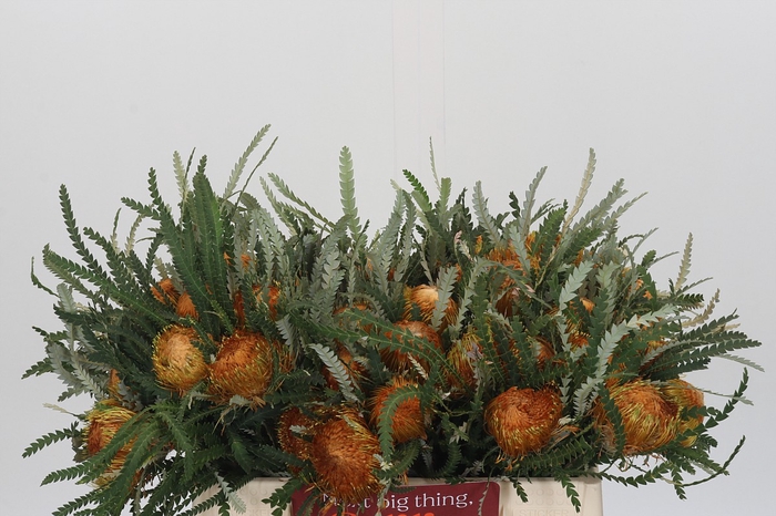 <h4>Banksia Dryandra</h4>