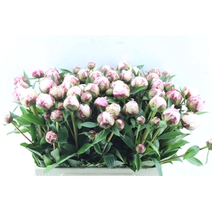 Paeonia Sarah Bernhard Pink
