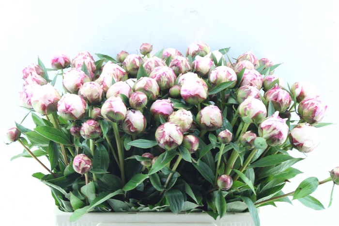 <h4>Paeonia Sarah Bernhard Pink</h4>