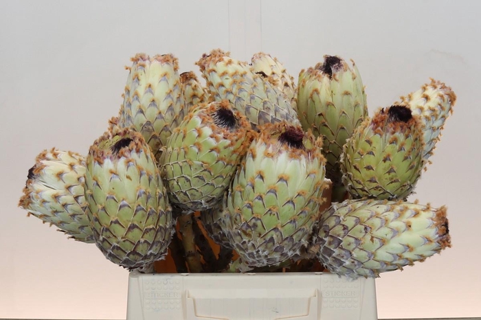 <h4>Protea Barbigera No leaves</h4>