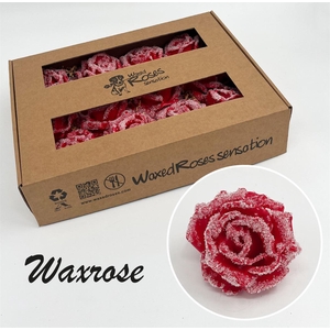 Zijde R Wx Icy Rood