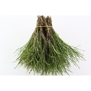 Vaccinium Myrtillus P Tak