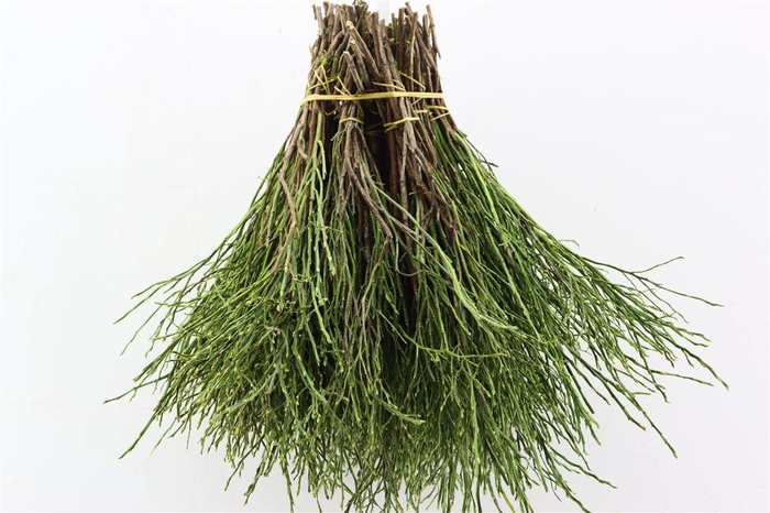 Vaccinium Myrtillus P Tak