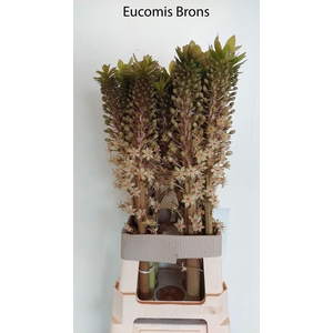 EUCOMIS OV