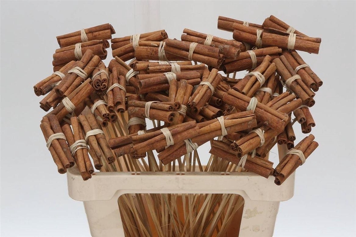 <h4>Kaneel On Stem</h4>