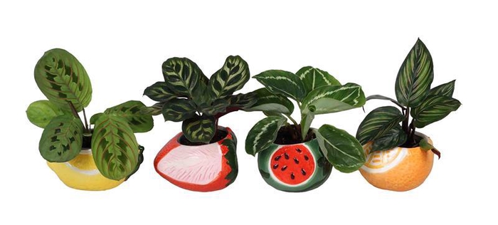 <h4>CALATHEA MIX P6 L 66679</h4>