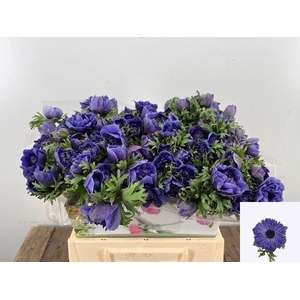 ANEM CO FSTAR D BLUE