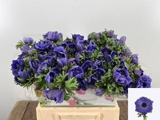 <h4>ANEM CO FSTAR D BLUE</h4>