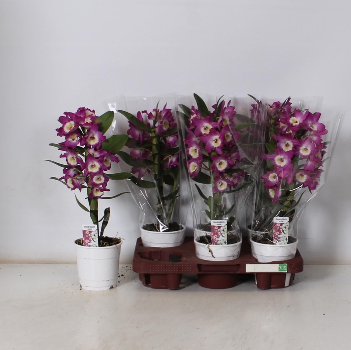 <h4>DEND NOBILE</h4>