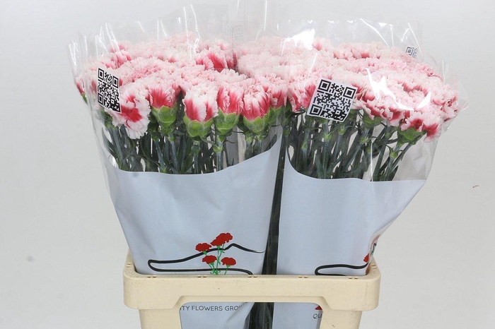 <h4>Dianthus St Hugo</h4>