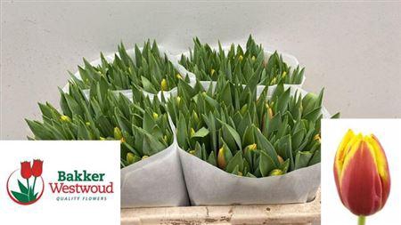 <h4>Tu En Dow Jones</h4>