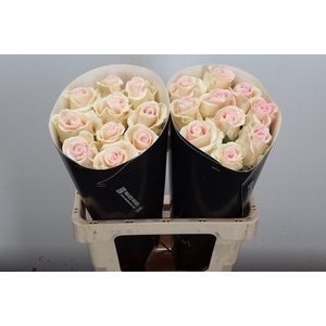 R Ov Wx Creamy Twisted