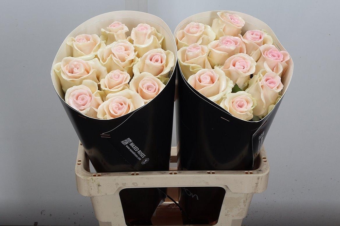 <h4>R Ov Wx Creamy Twisted</h4>