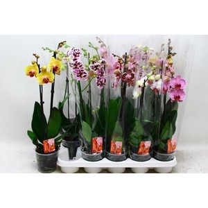 PHAL GEM