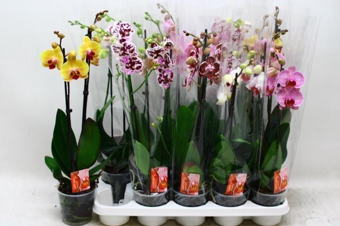 <h4>PHAL GEM</h4>