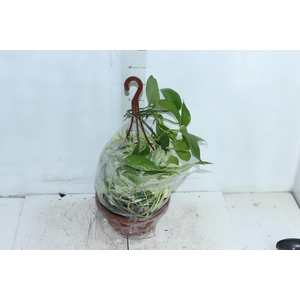 JIBOIA BRANCO PEND C21 PENDENTE