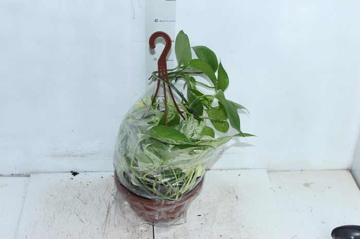 <h4>JIBOIA BRANCO PEND C21 PENDENTE</h4>