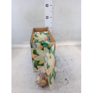 Flowerbulbs, corns or tubers   ...