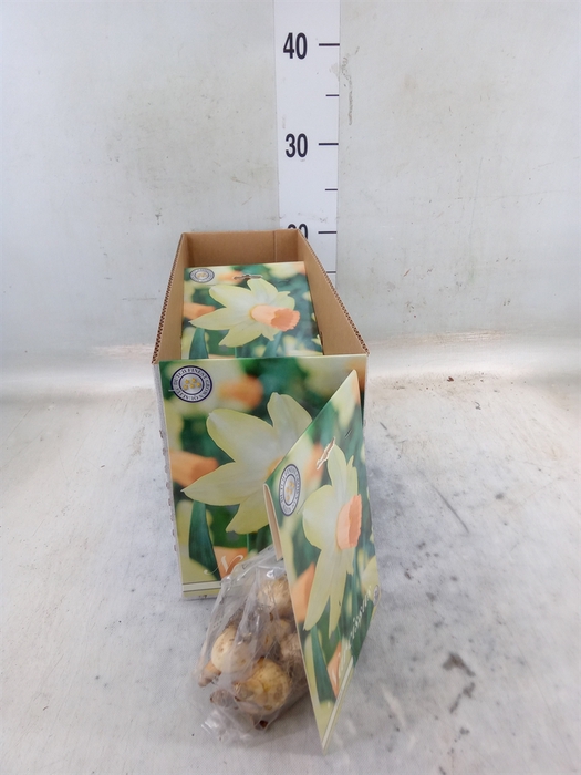 <h4>Flowerbulbs, corns or tubers   ...</h4>