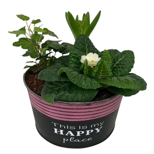 Primula Happy Zink rond Prim + Hyacint + Hedera 651