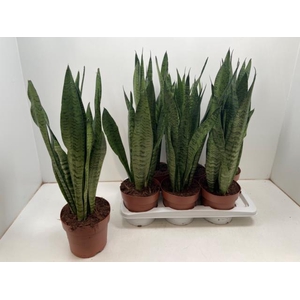 Sansevieria Zeylanica 17Ø 60cm