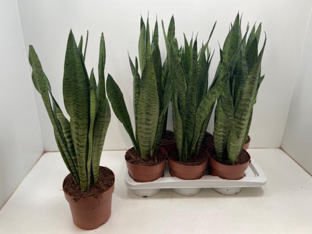Sansevieria Zeylanica 17Ø 60cm