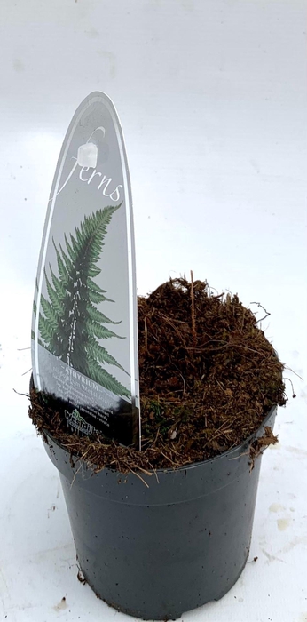 <h4>Athyrium niponicum var. pictum</h4>