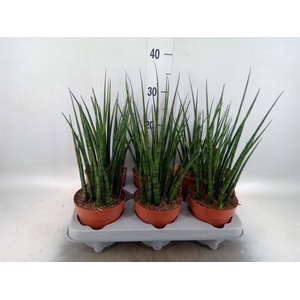 Sansevieria  'Fernwood'