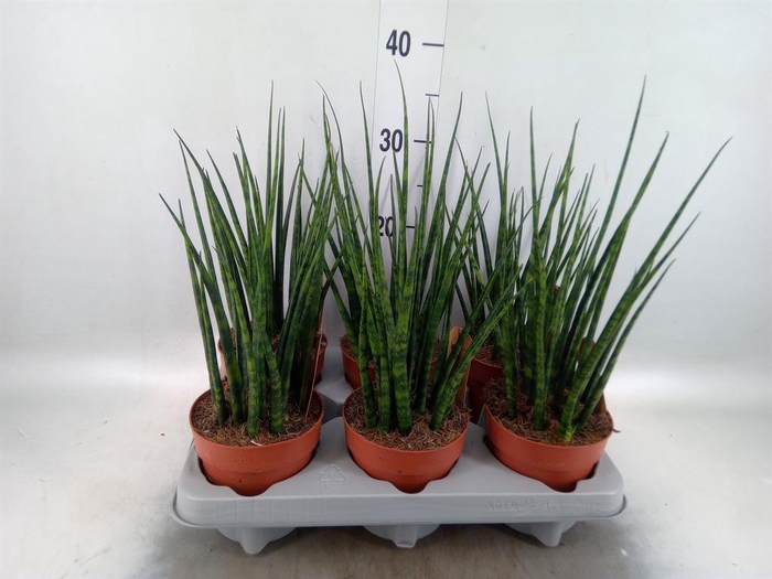 <h4>Sansevieria  'Fernwood'</h4>