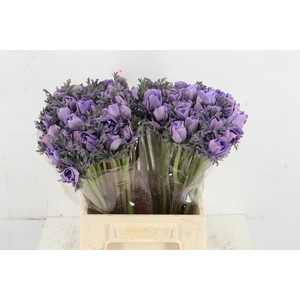 ANEMONE MISTRAL TALC LAVANDER