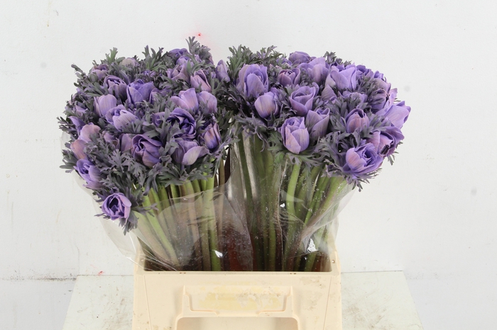 <h4>ANEMONE MISTRAL TALC LAVANDER</h4>