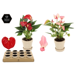 Anthurium 6 cm 2 color mix in Flower Sand ceramics