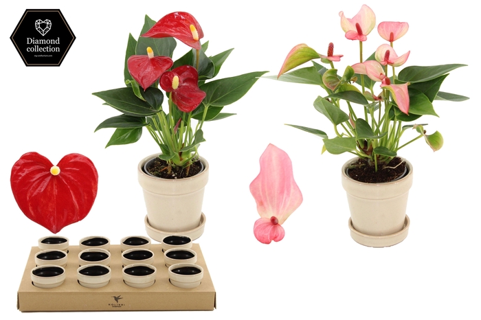 <h4>Anthurium 6 cm 2 color mix in Flower Sand ceramics</h4>