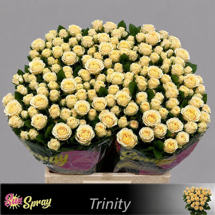 <h4>R TR TRINITY</h4>