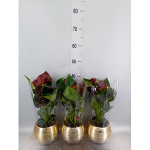 Anthurium andr. 'Essencia'