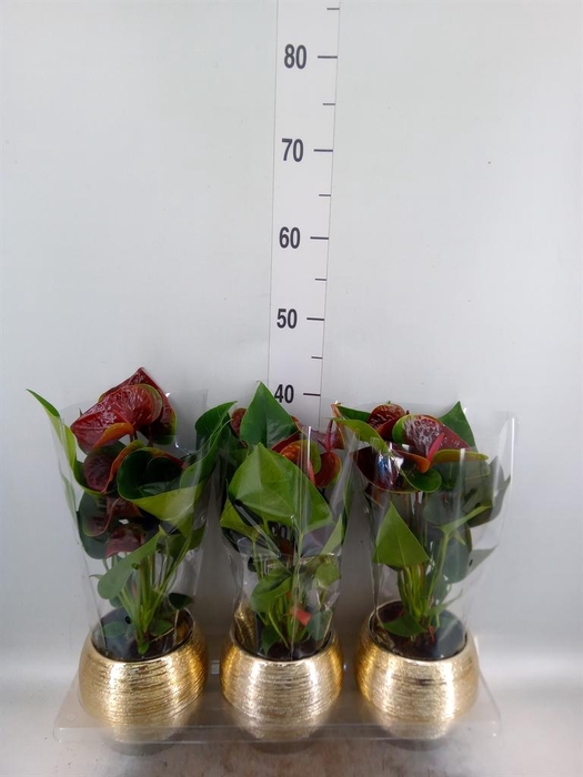 <h4>Anthurium andr. 'Essencia'</h4>